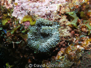 Corallimorph sp, Roatan, Honduras
 SeaLife DC1000 by David Gilchrist 